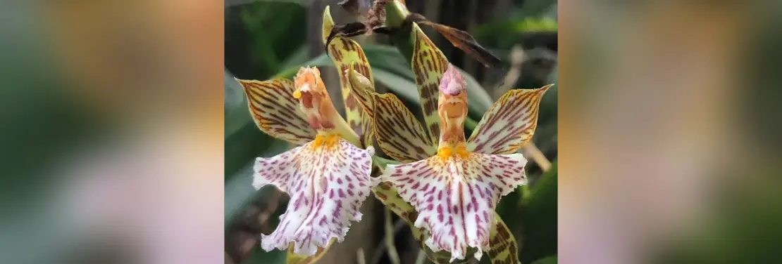 Estudantes participam do primeiro registro de uma espécie de Orquídea em AL