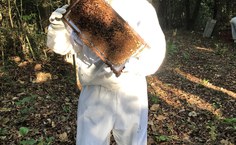 Pesquisador reconhece grande potencial na apicultura alagoana